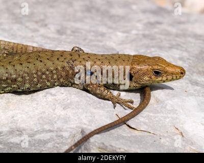 hellenolacerta greaca, griechische Felseneidechse, lacerta greaca in griechenland Stockfoto