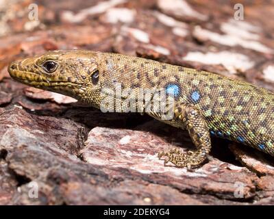 hellenolacerta greaca, griechische Felseneidechse, lacerta greaca in griechenland Stockfoto