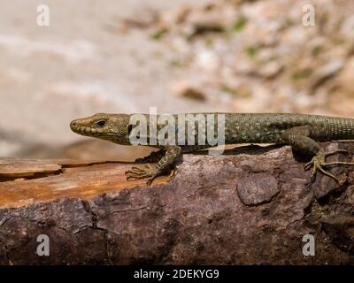 hellenolacerta greaca, griechische Felseneidechse, lacerta greaca in griechenland Stockfoto