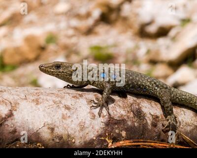 hellenolacerta greaca, griechische Felseneidechse, lacerta greaca in griechenland Stockfoto