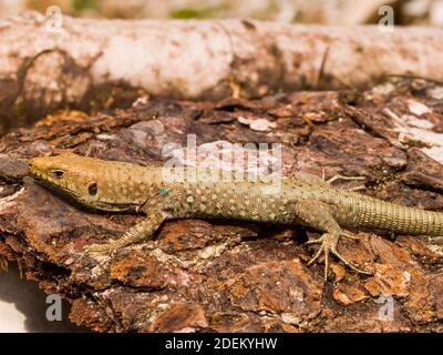 hellenolacerta greaca, griechische Felseneidechse, lacerta greaca in griechenland Stockfoto