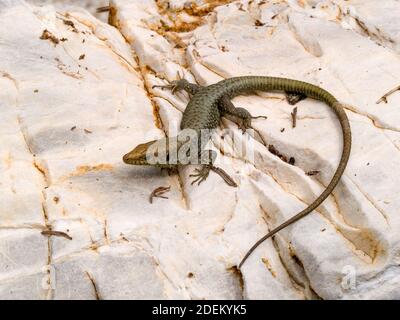 hellenolacerta greaca, griechische Felseneidechse, lacerta greaca in griechenland Stockfoto