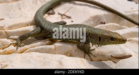 hellenolacerta greaca, griechische Felseneidechse, lacerta greaca in griechenland Stockfoto