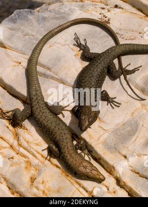 hellenolacerta greaca, griechische Felseneidechse, lacerta greaca in griechenland Stockfoto