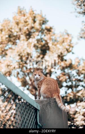 Tabby Ingwer weiße Katze sitzt auf einem Steinzaun und schaut sich im Park um. Obdachlose und streunende Katze auf der Straße. Vertikale Fotoausrichtung Stockfoto