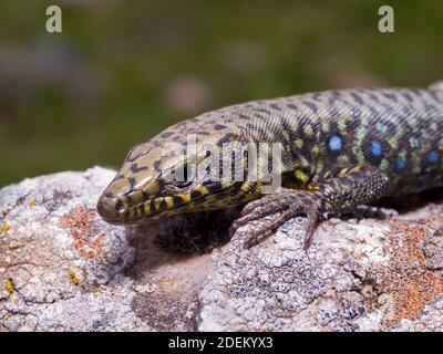 hellenolacerta greaca, griechische Felseneidechse, lacerta greaca in griechenland Stockfoto