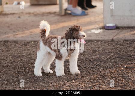 Ein entzückender flauschiger Labradoodle-Welpe, der in einem Hundepark steht Stockfoto