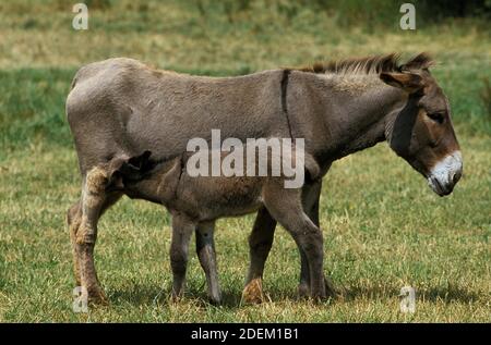 French grau Esel, Jenny und Fohlen säugen Stockfoto