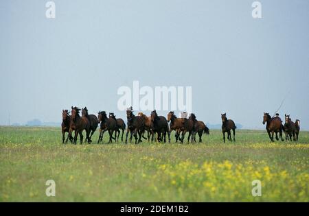Nonius Pferde, Herde in Puszta, Ungarn Stockfoto