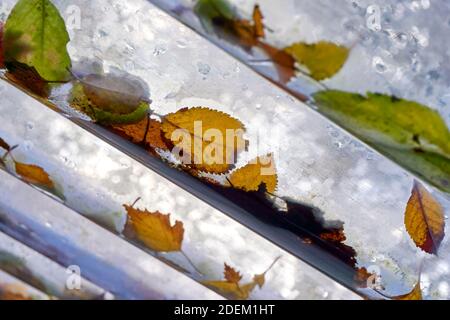 Bunte Herbstblätter auf einem feuchten Plexiglas Dachpaneel. Bild mit selektivem Fokus. Stockfoto