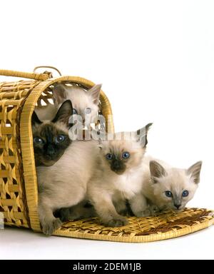 Balinesische Hauskatze, weiblich mit Kätzchen im Korb vor weißem Hintergrund Stockfoto