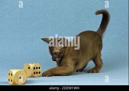 Zibeline burmesischen Hauskatze, Kätzchen spielen mit Würfeln Stockfoto