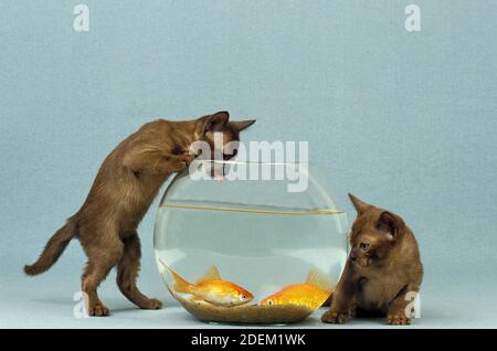 Zibeline burmesischen Hauskatze Kitten mit Aquarium Stockfoto