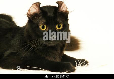 American Curl Hauskatze, Erwachsenen vor weißem Hintergrund Stockfoto