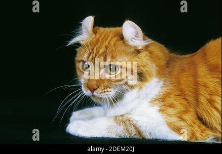 American Curl Hauskatze, Erwachsene auf schwarzem Hintergrund Stockfoto