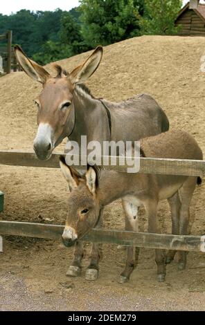 Französische graue Esel, Jenny und Fohlen Stockfoto