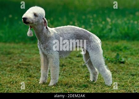 Bedlington Terrier, Erwachsener steht auf Gras Stockfoto