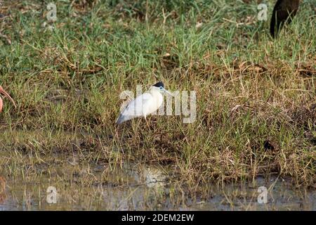 Mit einer Kappe bedeckt Heron, Pilhelodius pileatus, Erwachsene in der Nähe Von Wasser stehend, Los Lianos in Venezuela Stockfoto