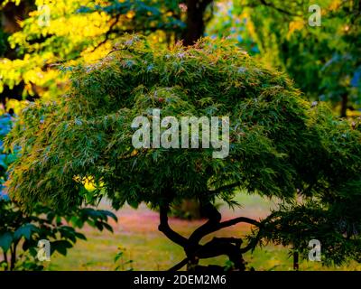 Grüner japanischer Ahornbaum in einer großen Bonsai-Form, der in einem üppigen grünen Park wächst. . Hochwertige Fotos Stockfoto