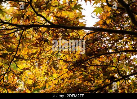 Zweige und Laub eines roten Ahornbaums in gelben Herbstfarben. . Hochwertige Fotos Stockfoto