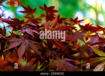 Laub eines roten japanischen Ahornbaums, auch bekannt als Acer palmatum. Stockfoto