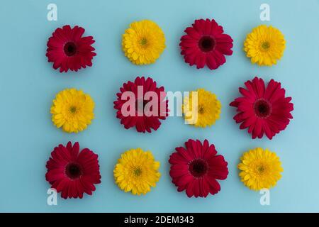 Gelbe und rote Gerbera Blüten in Reihen auf blau angeordnet Hintergrund Stockfoto