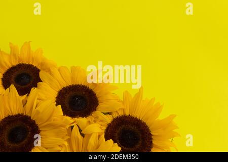 Bündel Sonnenblumen in der linken unteren Ecke auf gelbem Hintergrund Stockfoto