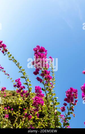Zweig der Blumen gegen den blauen Himmel Gradienten Hintergrund. Vertikale Ausrichtung Stockfoto