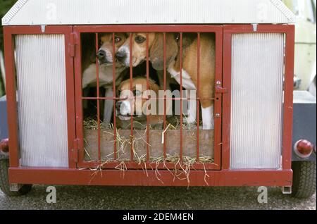 Beagle Hund, Erwachsene im gonna Jagd-Trailer Stockfoto