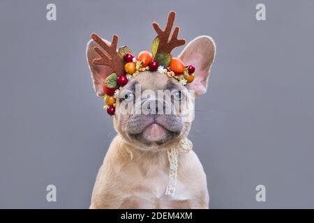 Portrait von kleinen Fliederfawn Französisch Bulldog Hund Welpen tragen Ein weihnachtliches Rentier-Geweih-Stirnband vor Grau Hintergrund Stockfoto