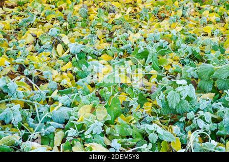 Mosaik von gefallenen Blättern, die auf dem Boden liegen und bedeckt sind Mit Frost im Herbst fortschreitet Stockfoto