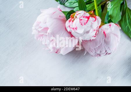 Drei rosa Pfingstrosen Blumen n einem weißen Holzstruktur Hintergrund Stockfoto