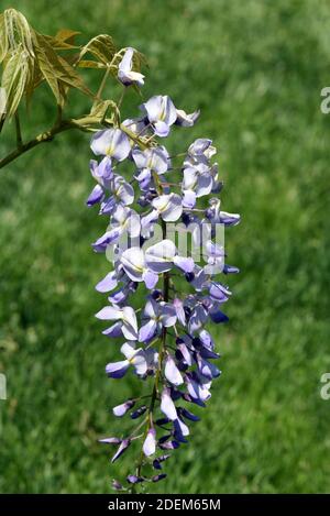 Der chinesische Blauregen ist mit seiner blau-violetten Blüten eine beliebte Kletterpflanze für den Garten. Die chinesische Glyzinie mit ihrem blau-violetten f Stockfoto