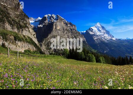 Geographie / Reisen, Schweiz, Eiger, Grindelwald, Additional-Rights-Clearance-Info-not-available Stockfoto