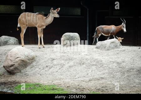 Bergziege - Stock Foto Stockfoto