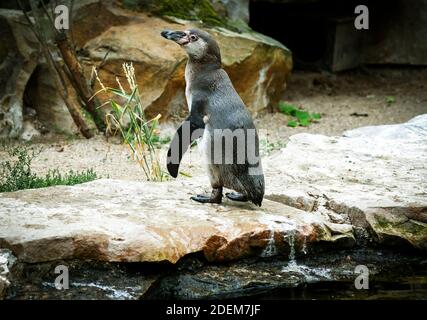 Das Humboldt oder peruanischen Pinguin Stockfoto Stockfoto