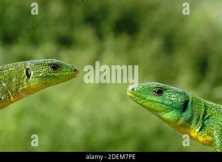 balcan-grüne Eidechse, lacerta trilineata in kroatien Stockfoto