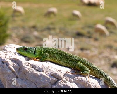 balcan-grüne Eidechse, lacerta trilineata in kroatien Stockfoto