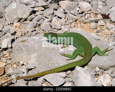 balcan-grüne Eidechse, lacerta trilineata in kroatien Stockfoto