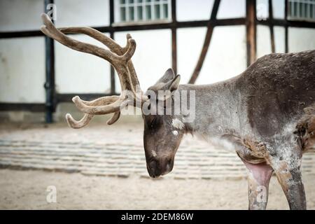 Europäische Elche, Alces alces, auch bekannt als der Elch Stock Foto Stockfoto