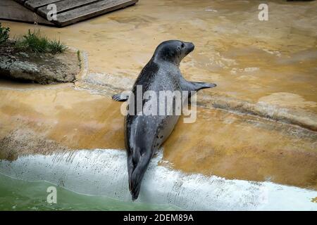 Berliner Zoosiegel Stockfoto