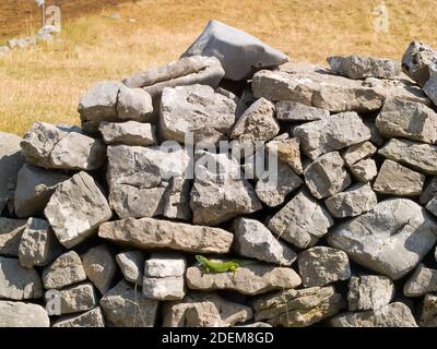 balcan-grüne Eidechse, lacerta trilineata in kroatien Stockfoto