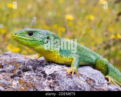 balcan-grüne Eidechse, lacerta trilineata in kroatien Stockfoto