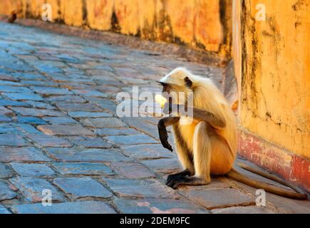 Affen Sie in der Nähe eines Tempels sitzen und Essen ein Eis von Touristen gegeben. Jaipur, Indien. Stockfoto