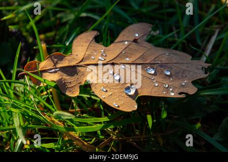 Trockenes, braunes Eichenblatt mit Wassertropfen, die in den liegen Gras Stockfoto