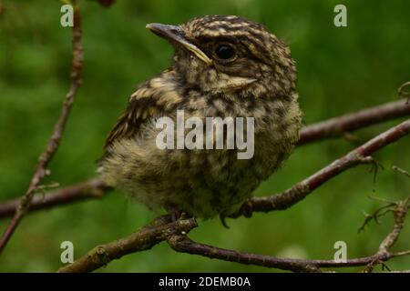 Wachsames Auge des jungen Thrush, das auf dem Ast steht Stockfoto