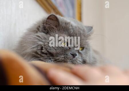 Porträt einer grauen flauschigen Katze mit großen gelben Augen. Nahaufnahme des Kopfes eines im Inneren liegenden Tieres. Haustiere. Stockfoto