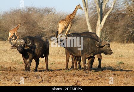 Afrikanischer Büffel oder Kapbüffel (Syncerus caffer) mit südafrikanischer Giraffe oder Kapgiraffe (Giraffa camelopardalis giraffa) im Hintergrund, Kruge Stockfoto