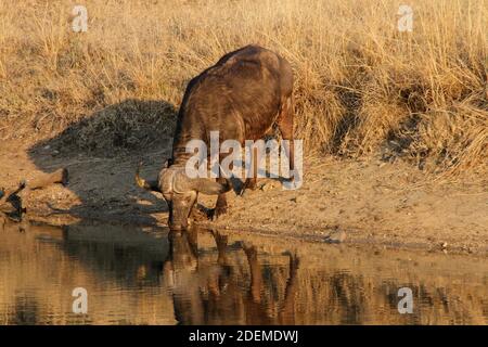 Afrikanischer Büffel oder Kapbüffel (Syncerus Caffer Caffer) Trinkwasser, Kruger Nationalpark, Südafrika Stockfoto