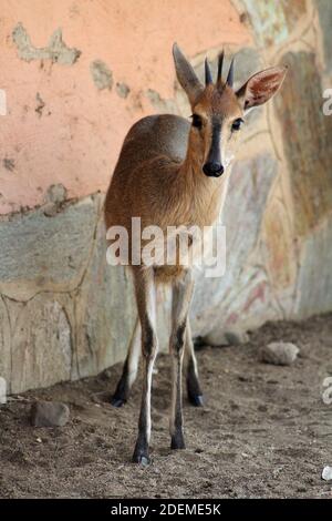 Gemeiner Duiker (Sylvicapra grimmia), Hoedspruit Endangered Species Centre, Südafrika Stockfoto